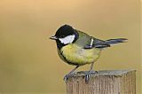 Great Tit